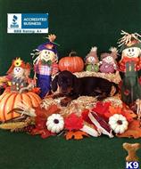 dachshund puppy posted by little paws kennel